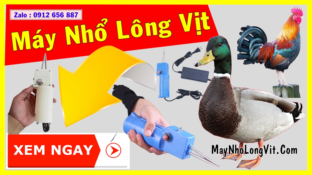 may-nho-long-vit